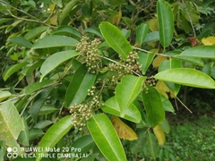 Ilex cymosa