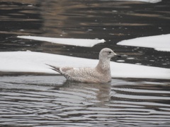 Larus glaucoides thayeri