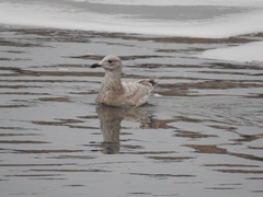 Larus glaucoides thayeri