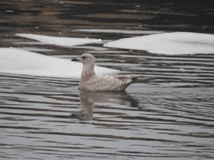 Larus glaucoides thayeri