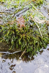 Cinclidotus fontinaloides