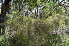 Cassytha paniculata