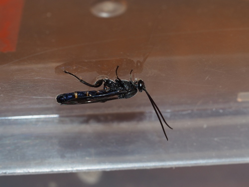 Metopius metallicus