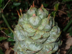 Macrozamia spiralis