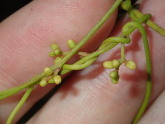 Cassytha paniculata