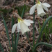 White Daffodil - Photo (c) Uleli, some rights reserved (CC BY-SA)