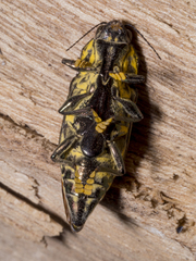 Cyphogastra semipurpurea