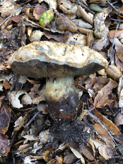 Caloboletus marshii