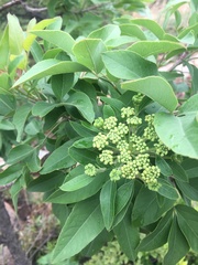 Vangueria parvifolia