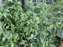 Clinacanthus nutans