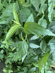 Clinacanthus nutans