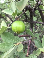 Vangueria parvifolia