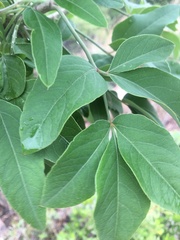 Vangueria parvifolia