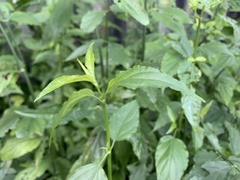Clinacanthus nutans