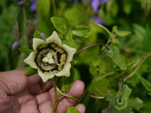 Codonopsis rotundifolia, photograph 5