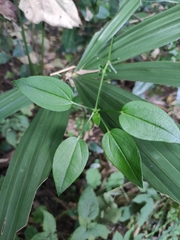 Rubia cordifolia