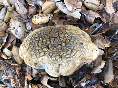 Caloboletus marshii