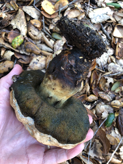 Caloboletus marshii