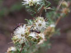 Iridomyrmex purpureus
