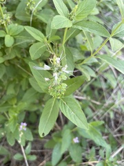 Ocimum filamentosum