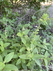 Ocimum filamentosum