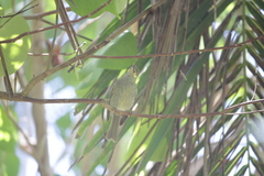 Foulehaio carunculatus