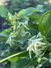 Marsdenia macrantha