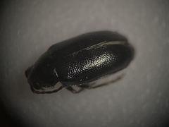 Phyllotreta pusilla