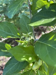 Marsdenia macrantha