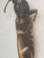 Phymatodes nitidus