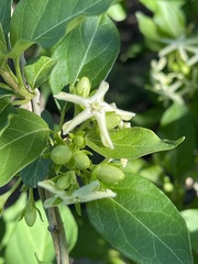 Marsdenia macrantha