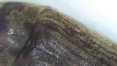 Methemus griseipilus