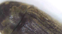 Methemus griseipilus