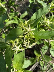 Marsdenia macrantha