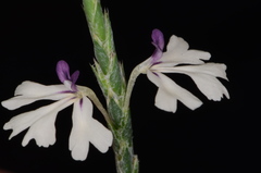 Elytraria mexicana