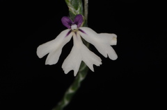 Elytraria mexicana