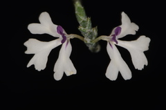 Elytraria mexicana