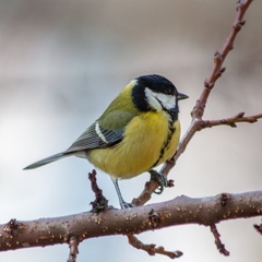 Parus major