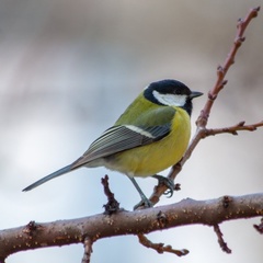Parus major