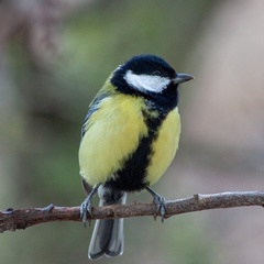 Parus major