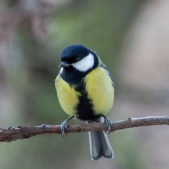 Parus major