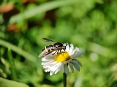 Leucopsina burnsi
