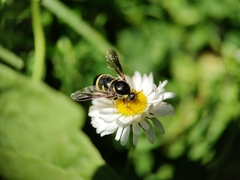 Leucopsina burnsi
