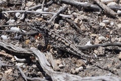 Bight Heath Dragon photo 5