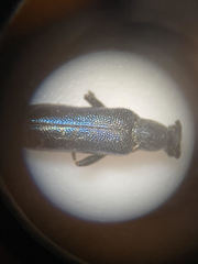 Grammoptera molybdica