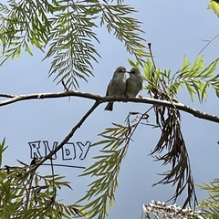 Zosterops borbonicus