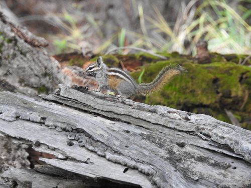 Gray-collared Chipmunk (Neotamias cinereicollis), a species recorded in Arizona