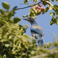 Aphelocoma californica
