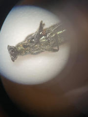 Grammoptera molybdica