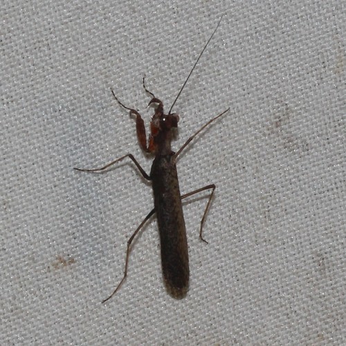 Photo of Southern Boxer Bark Mantis (Paraoxypilus tasmaniensis)